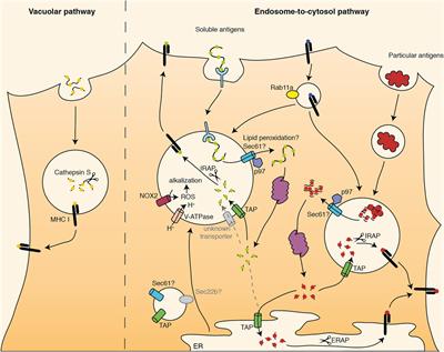 Current Concepts of Antigen Cross-Presentation